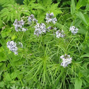 Amsonia hubrichtii