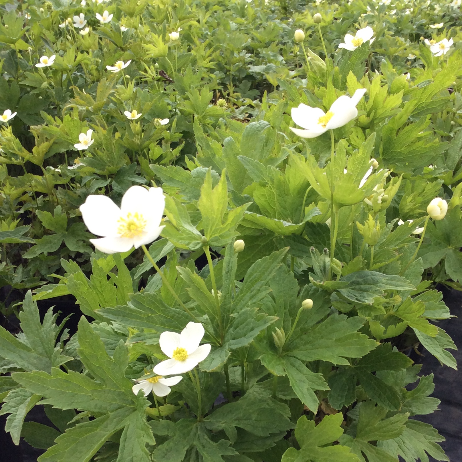Anemone canadensis