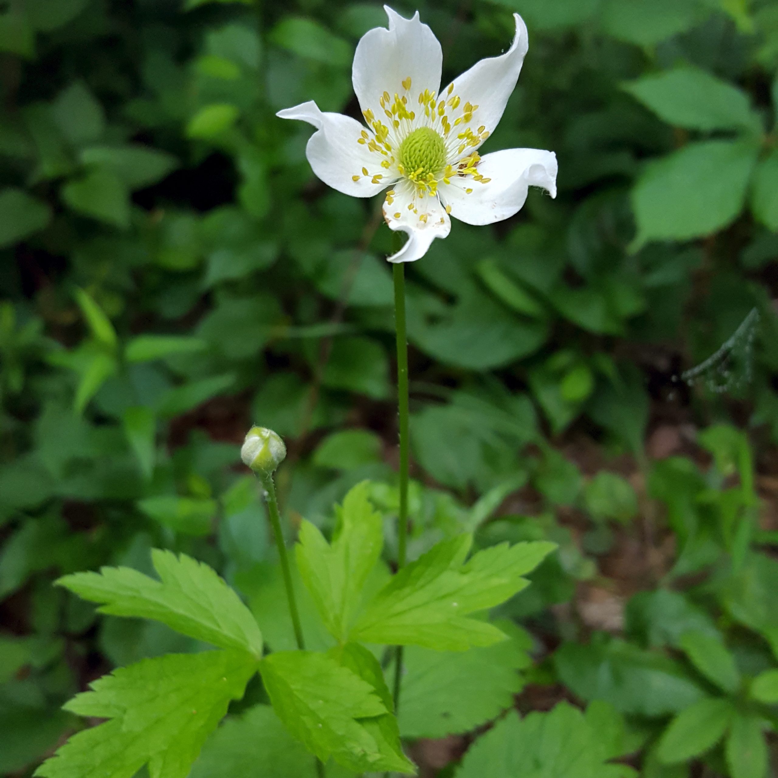 Anemone virginiana