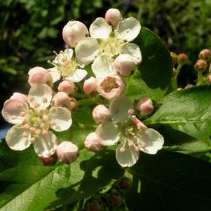 Aronia melanocarpa 'Viking'
