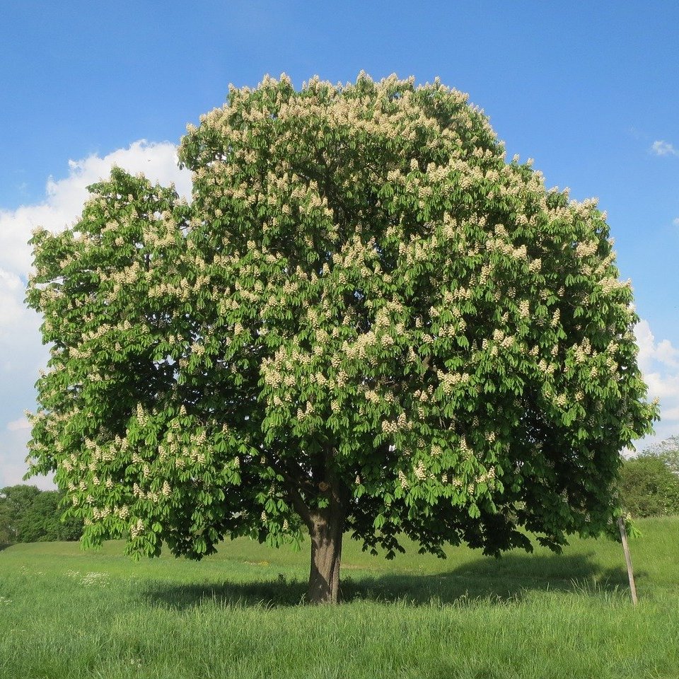 Aesculus hippocastanum