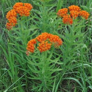 Asclepias tuberosa