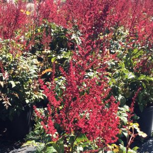 Astilbe arendsii 'Glut'
