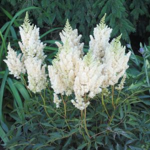 Astilbe arendsii 'White Gloria'