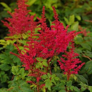 Astilbe arendsii 'Younique Ruby Red'