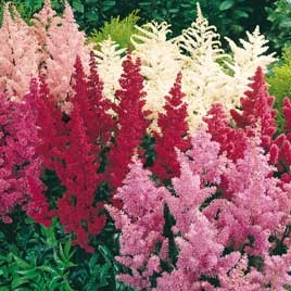 Astilbe assorties