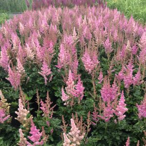 Astilbe chinensis 'Little Visions in Pink'