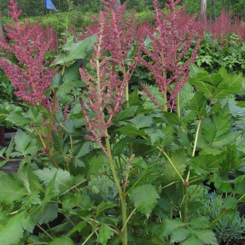 Astilbe chinensis taquetii 'Superba'