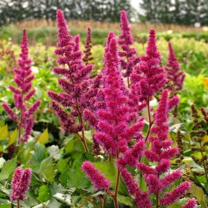 Astilbe chinensis 'Visions in Red'