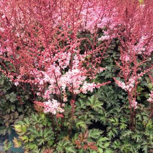 Astilbe 'Delft Lace'