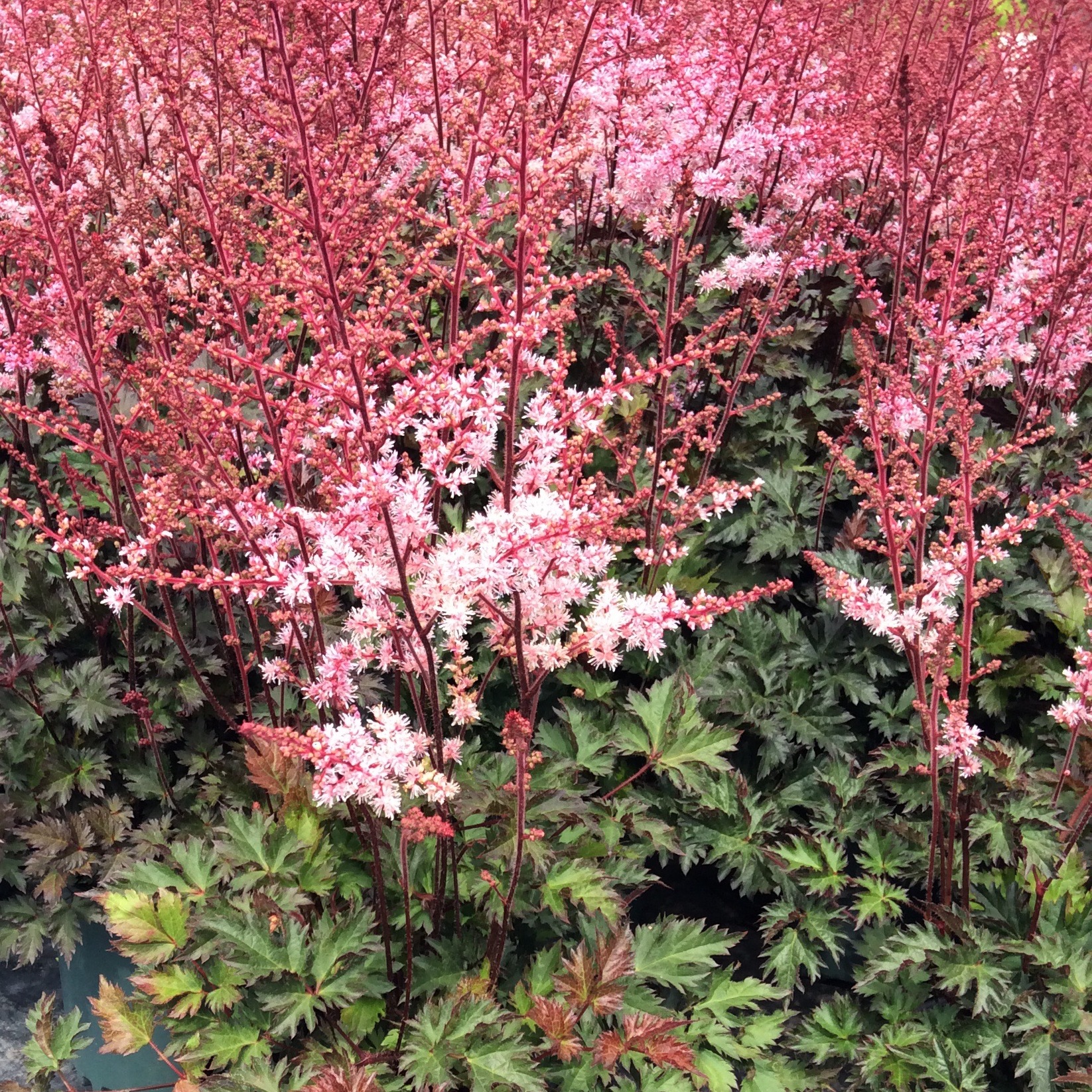 Astilbe 'Delft Lace'