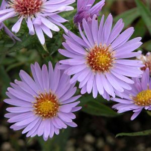Aster dumosus 'Wood's Light Blue'