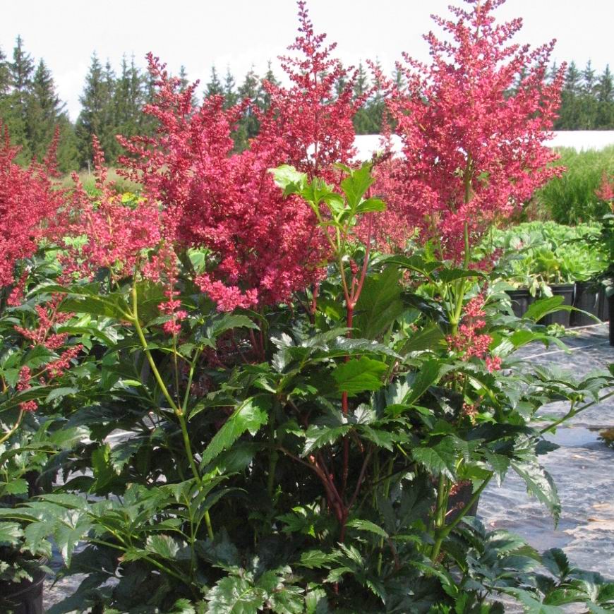 Astilbe japonica 'Dusseldorf'