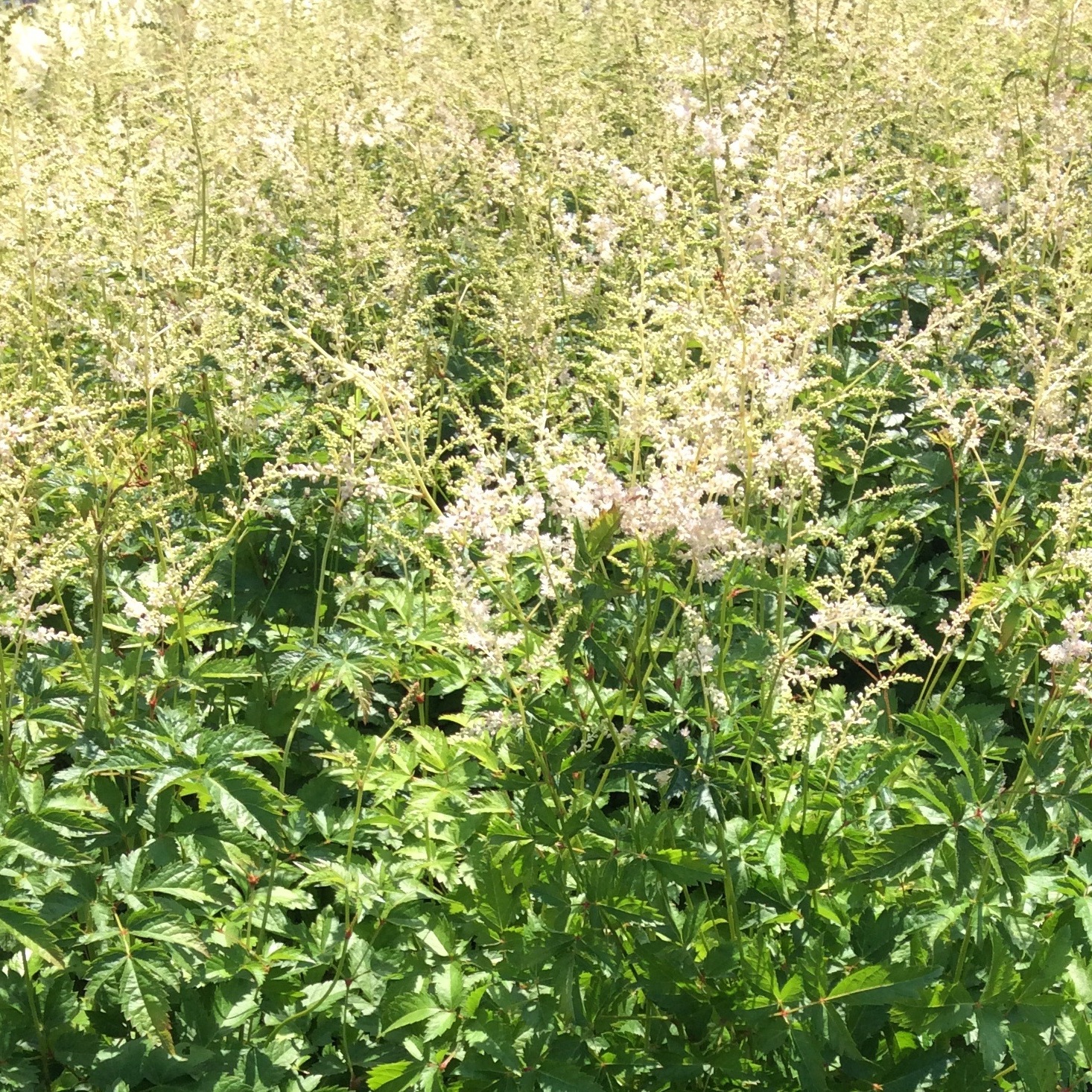 Astilbe japonica 'Europa'