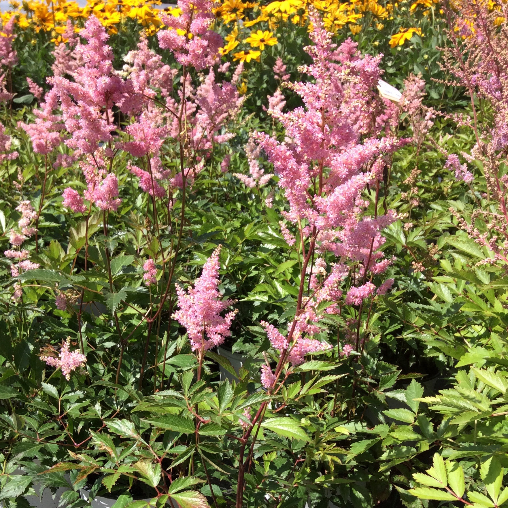 Astilbe japonica 'Rheinland'