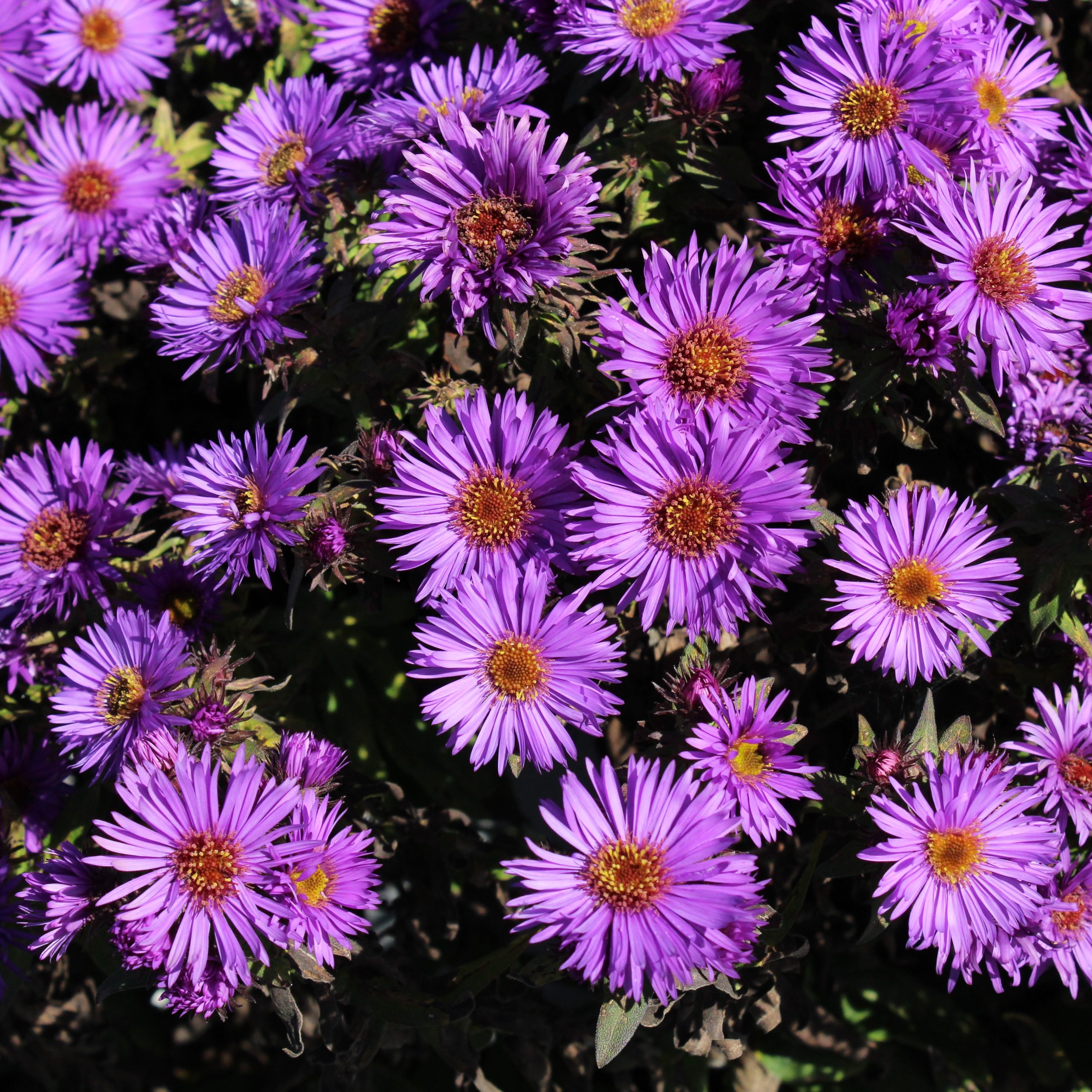 Aster novae-angliae 'Purple Dome'
