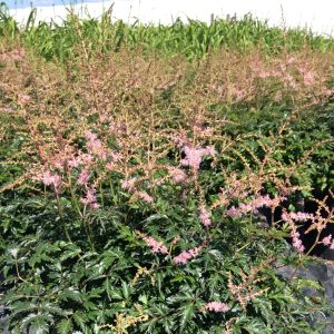 Astilbe simplicifolia 'Hennie Graafland'