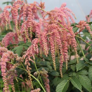 Astilbe thunbergii 'Ostrich Plume'