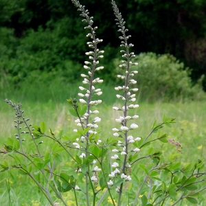 Baptisia australis 'Alba'