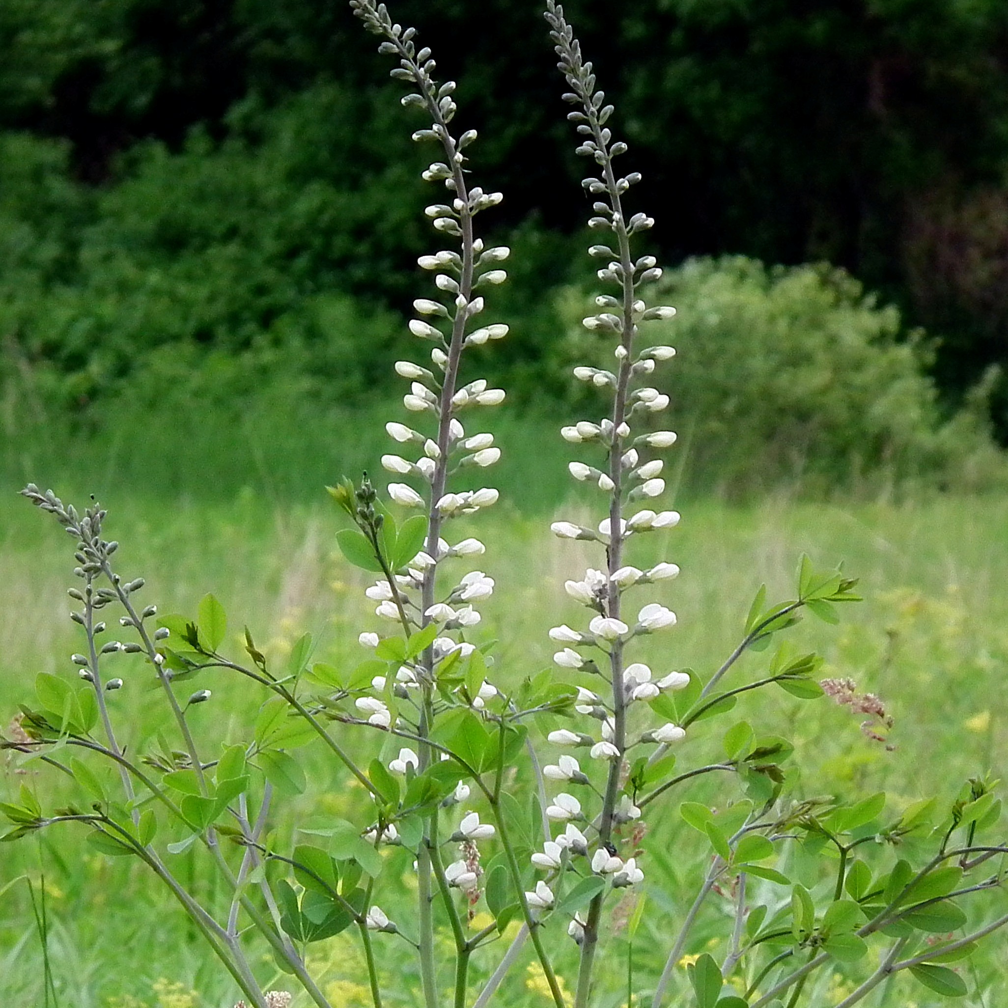 Baptisia australis 'Alba'