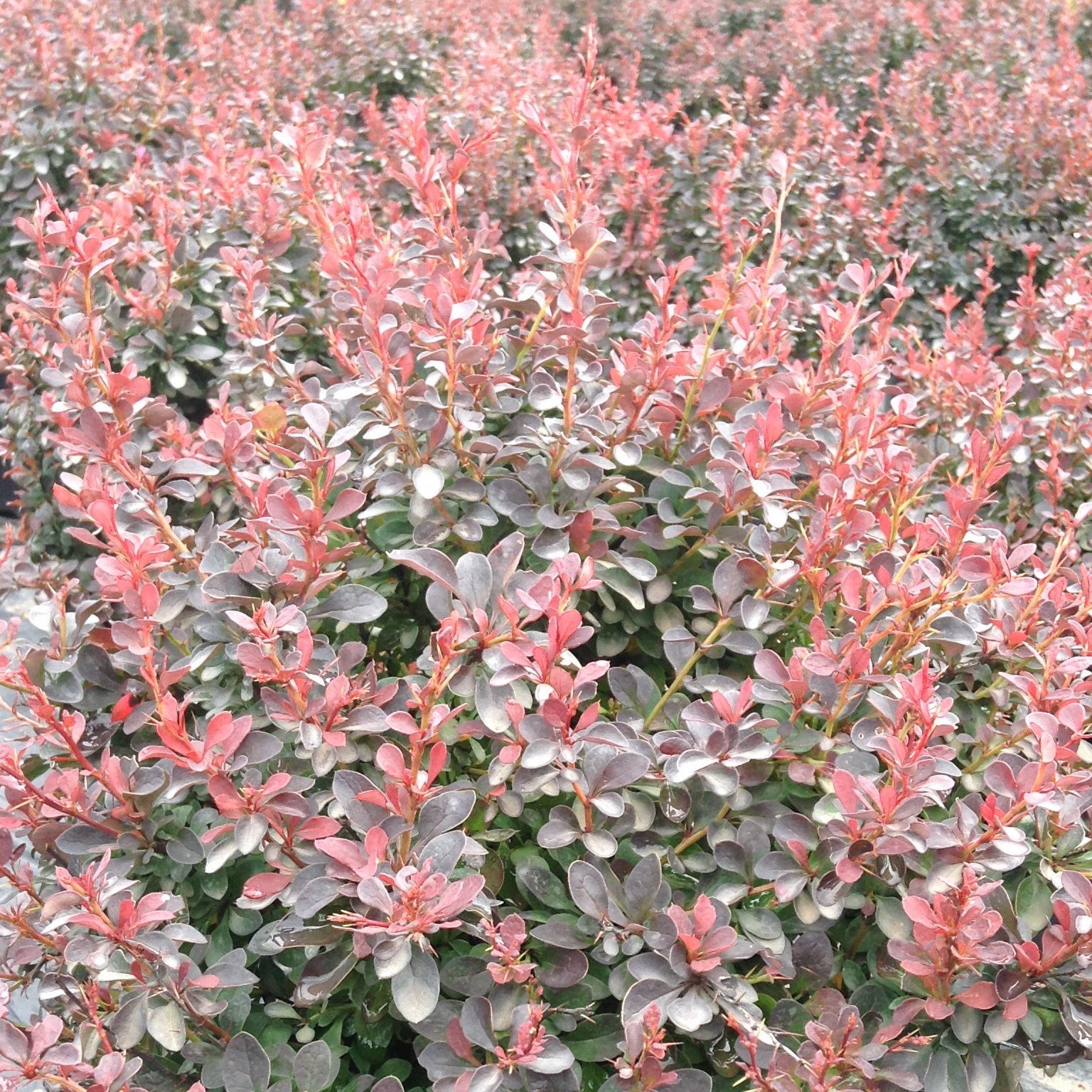 Berberis thunbergii 'Gentry Royal Burgundy'