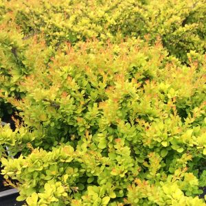 Berberis thunbergii 'Monry Sunsation'