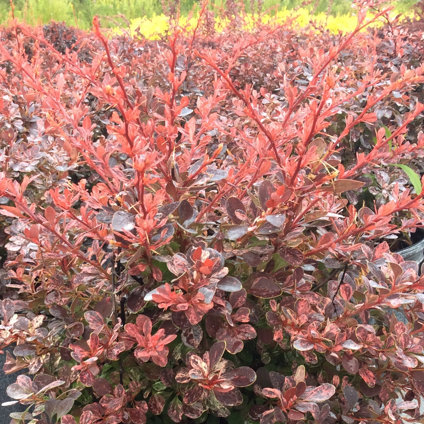 Berberis thunbergii 'Rose Glow'