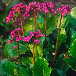 Bergenia purpurascens