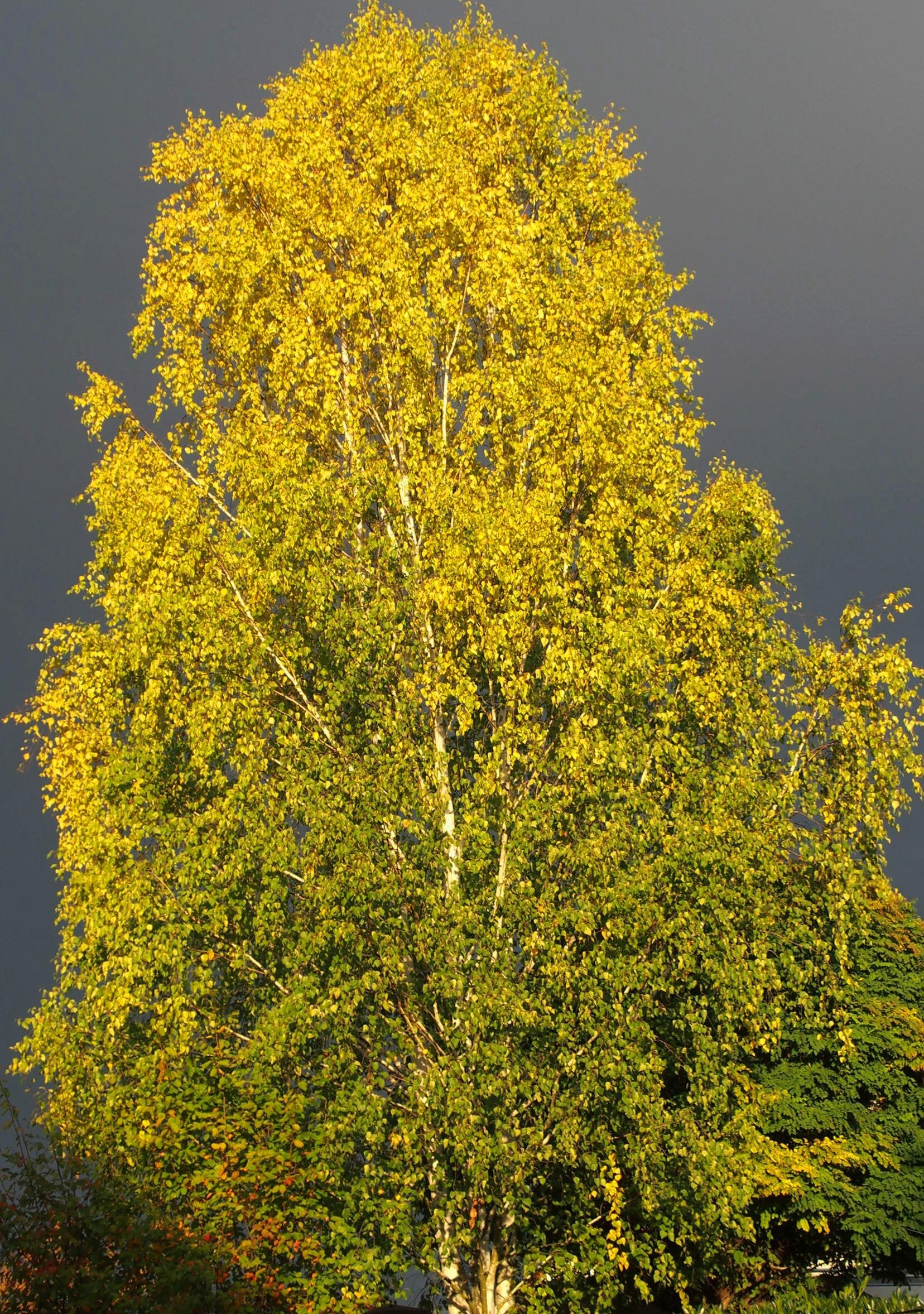 Betula alleghaniensis