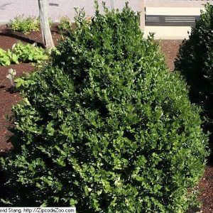 Buxus 'Green Mountain'