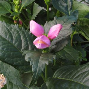 Chelone obliqua