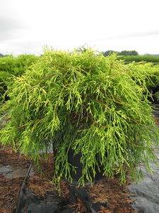 Chamaecyparis pisifera 'Sungold'