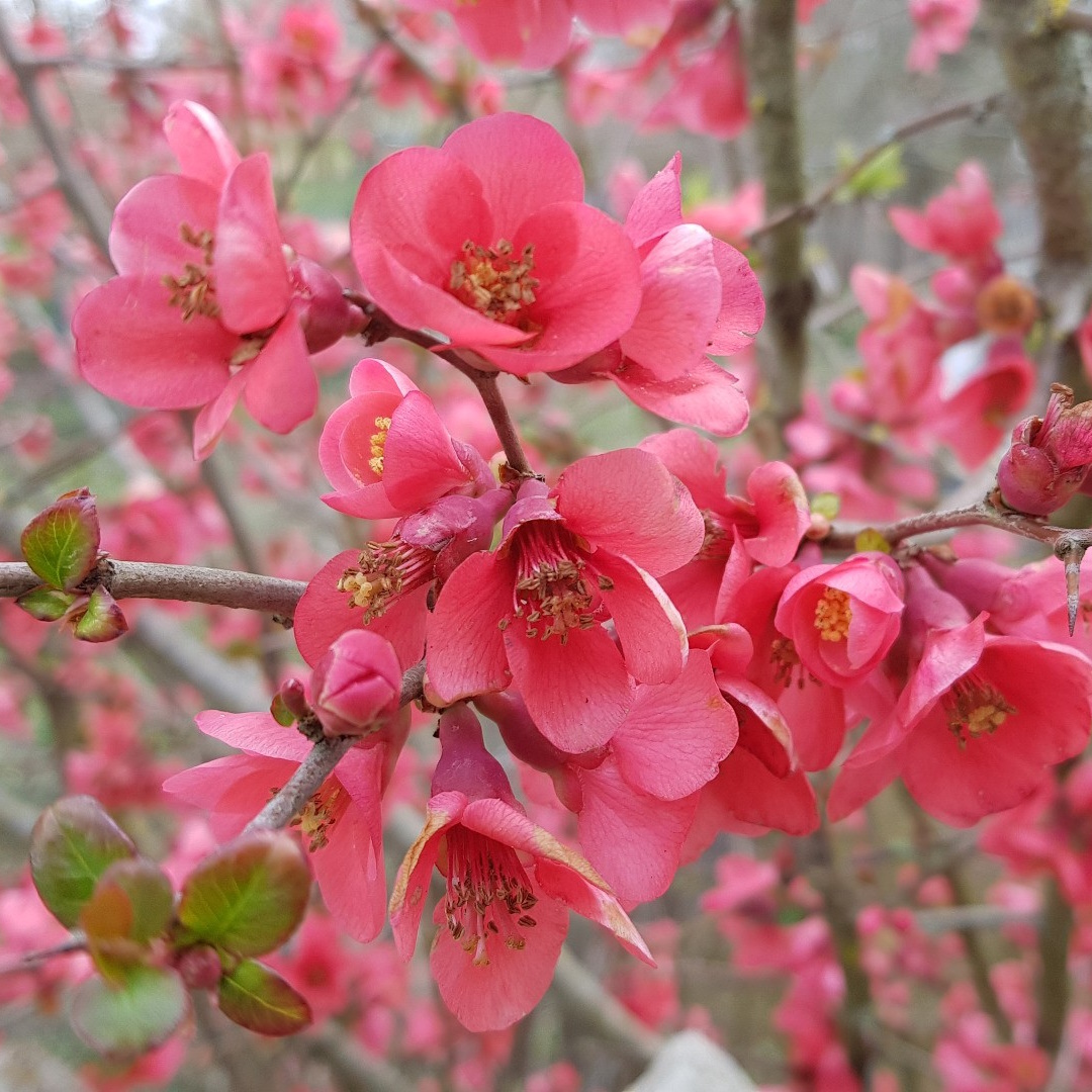Chaenomeles speciosa 'Umbilicata'