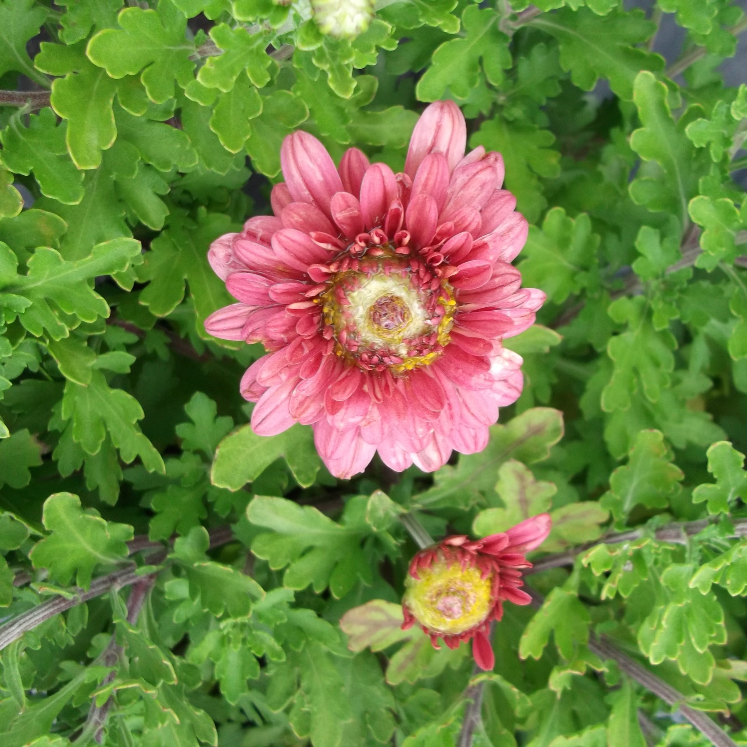 Chrysanthemum 'Mammoth Coral'