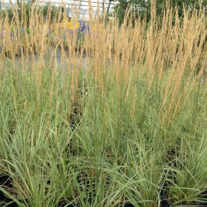 Calamagrostis acutiflora 'Overdam'