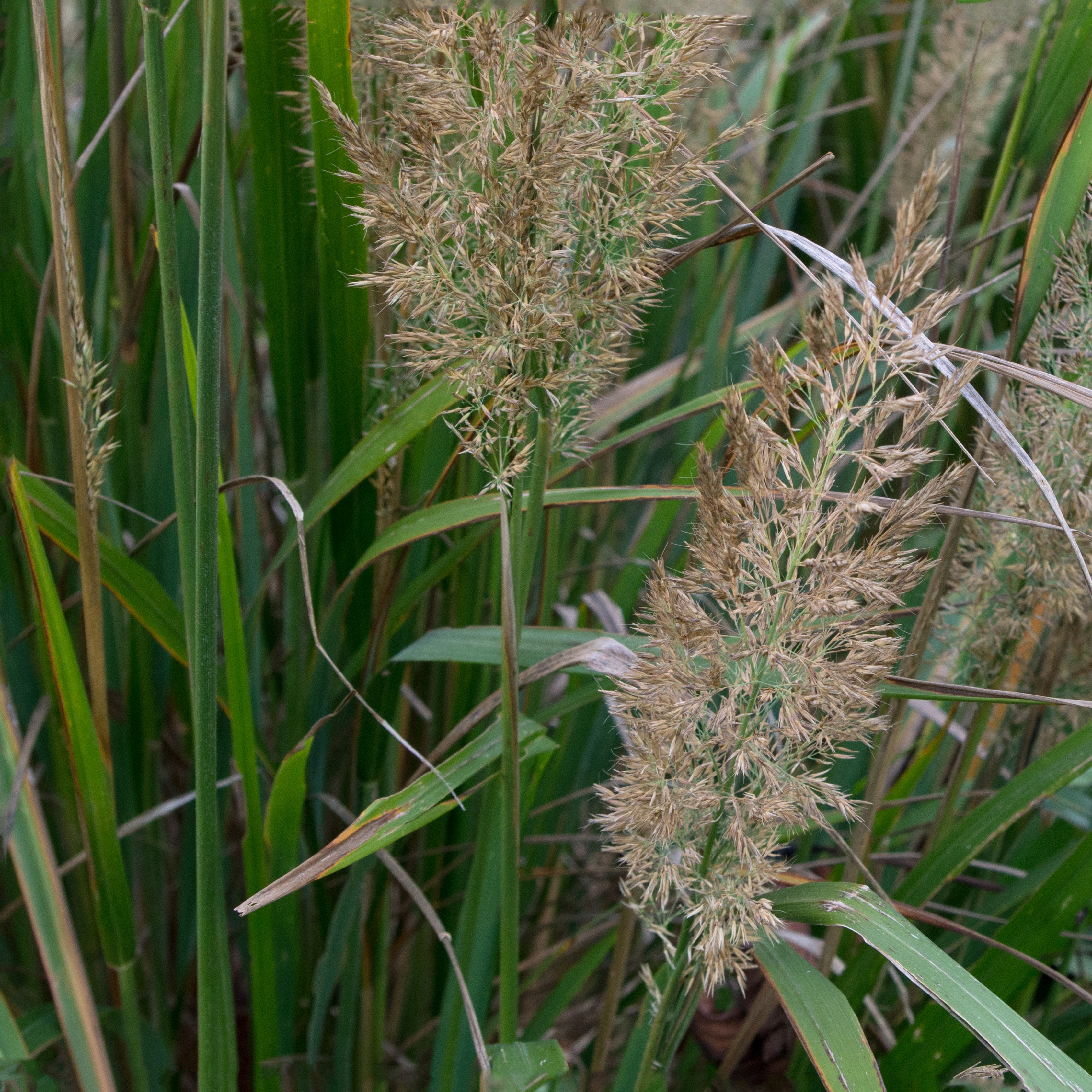 Calamagrostis brachytrica