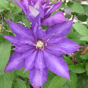 Clematis 'Daniel Deronda'
