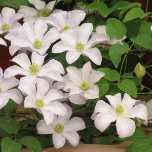 Clematis 'Huldine'