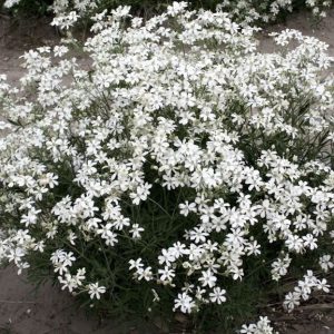 Clematis hexapetala 'Mongolian Snowflakes'