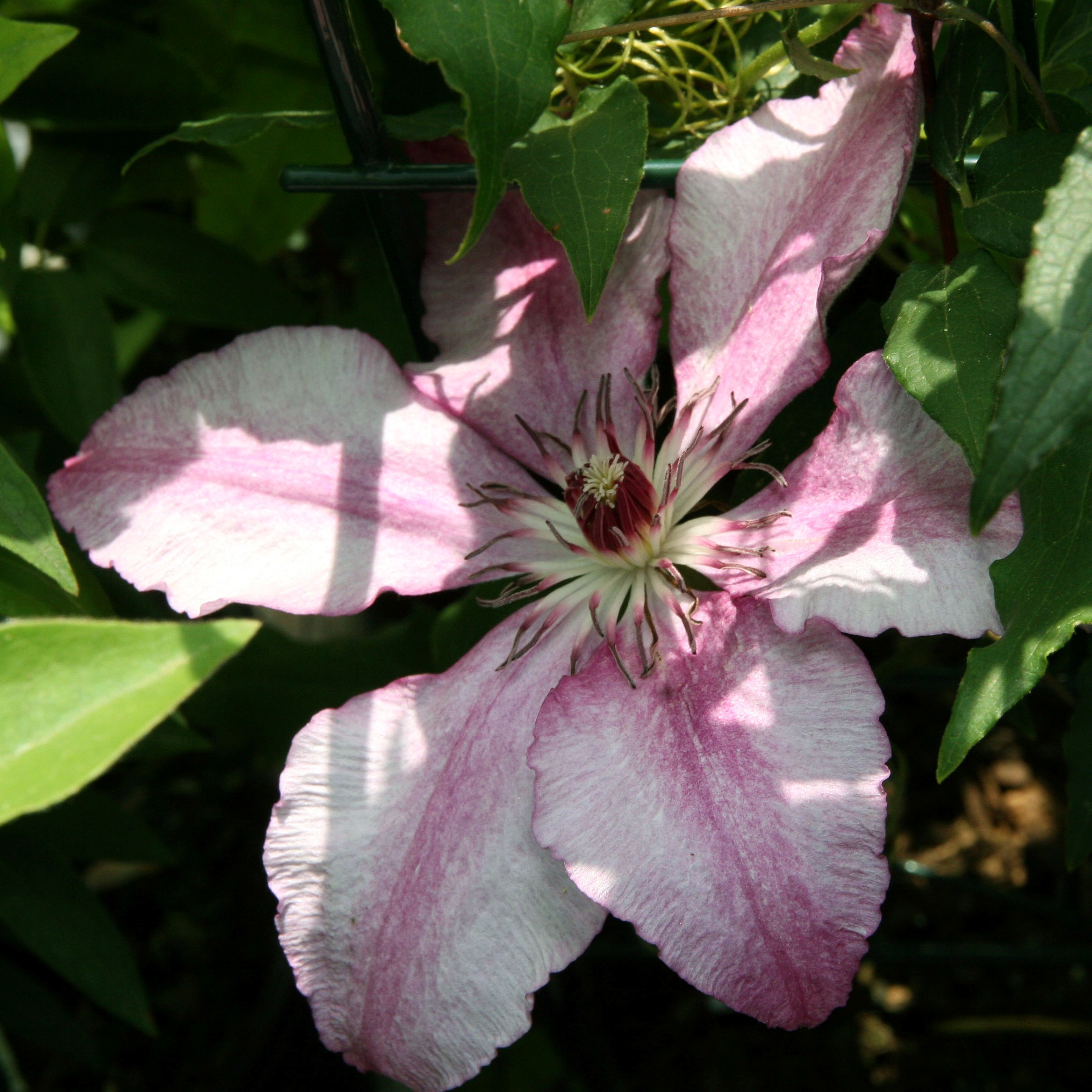 Clematis 'John Warren'