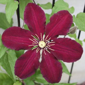 Clematis 'Niobe'