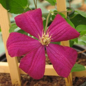 Clematis 'Rouge Cardinal'