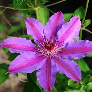 Clematis 'Starry Night'