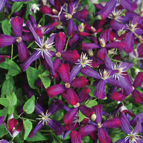 Clematis 'Sweet 'Summer Love'
