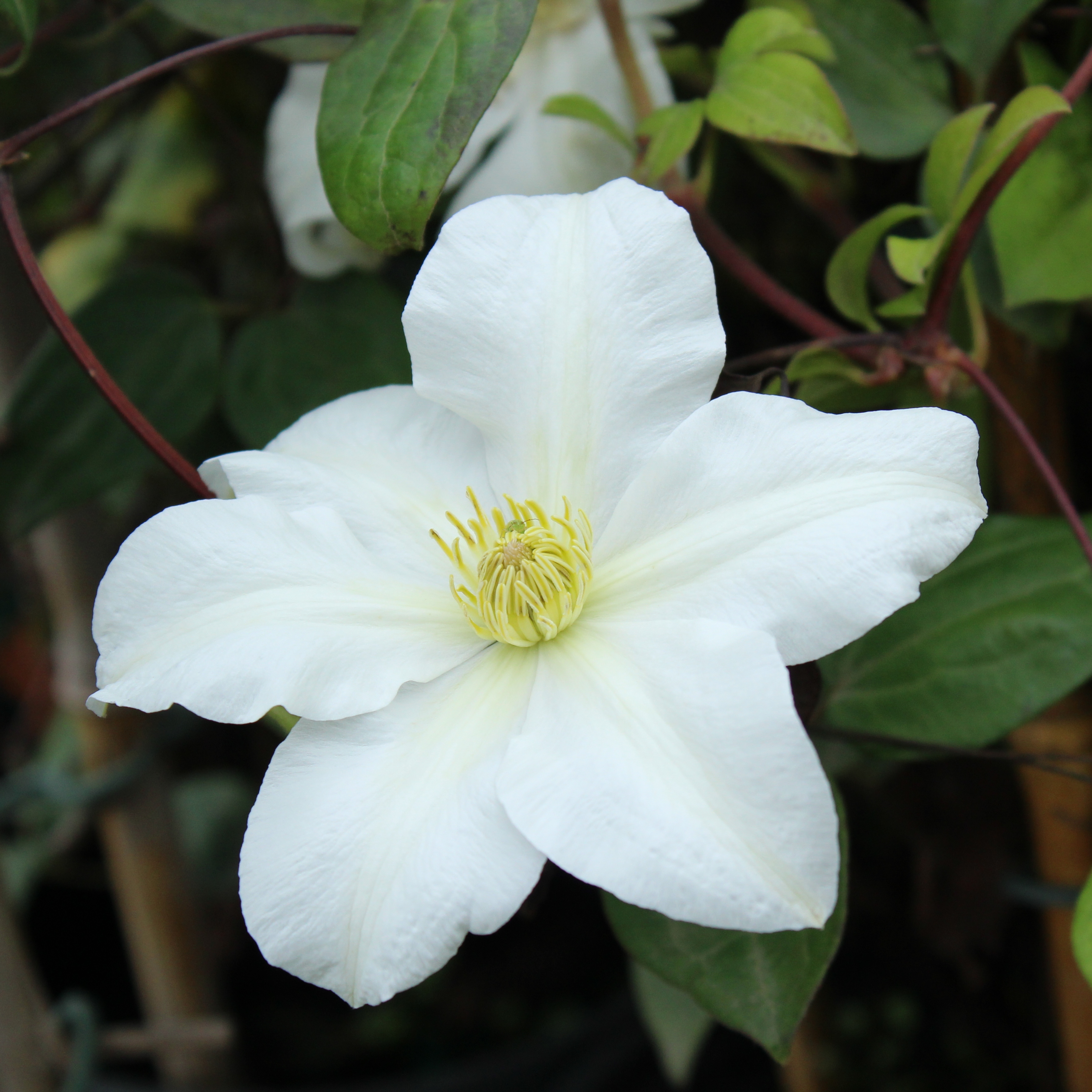 Clematis Toki