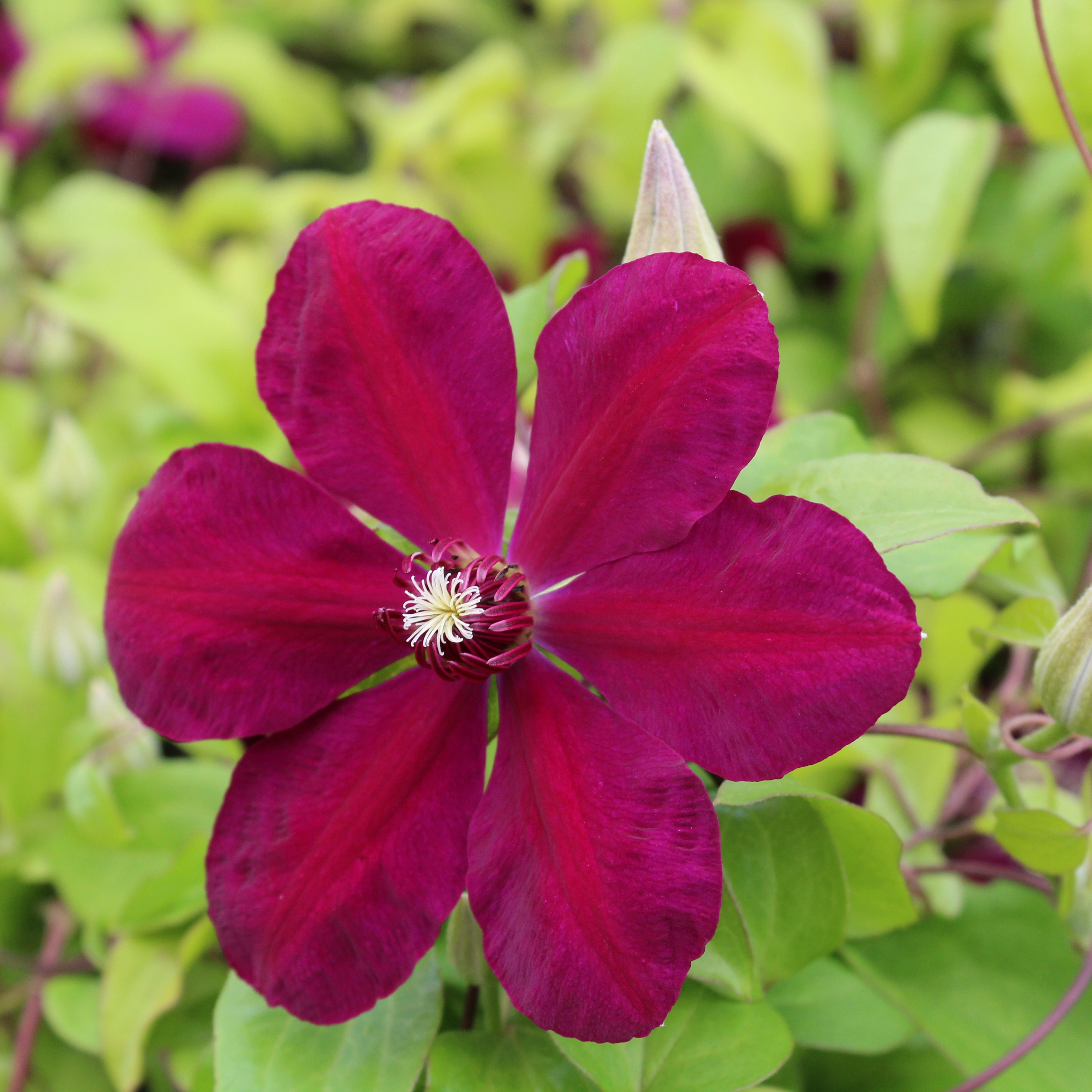 Clematis Westerplatte
