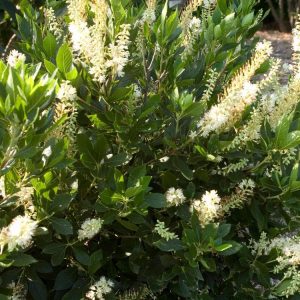 Clethra alnifolia 'Hummingbird'