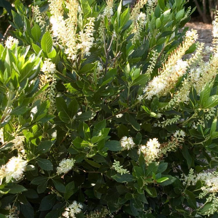 Clethra alnifolia 'Hummingbird'