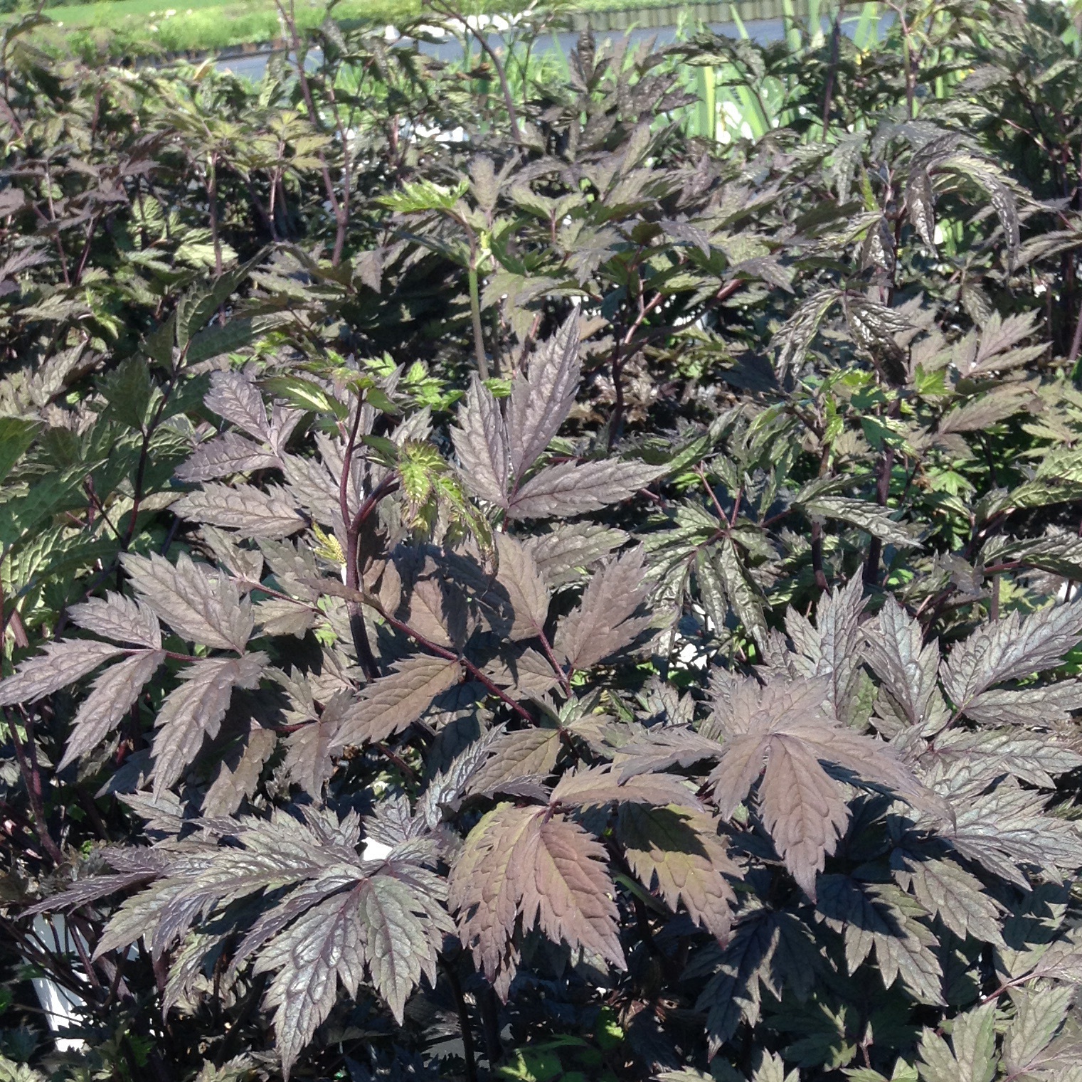 Cimicifuga ramosa 'Brunette'