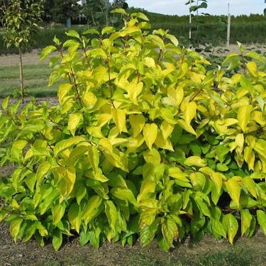 Cornus alba 'Neon Burst'